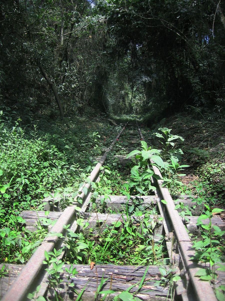 Trilhos e dormentes da E.F. Perus-Pirapora tomados pela vegetação, formando um corredor de mata fechada
