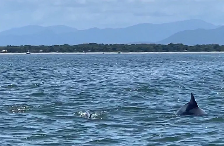 Boto na Baía de Paranaguá