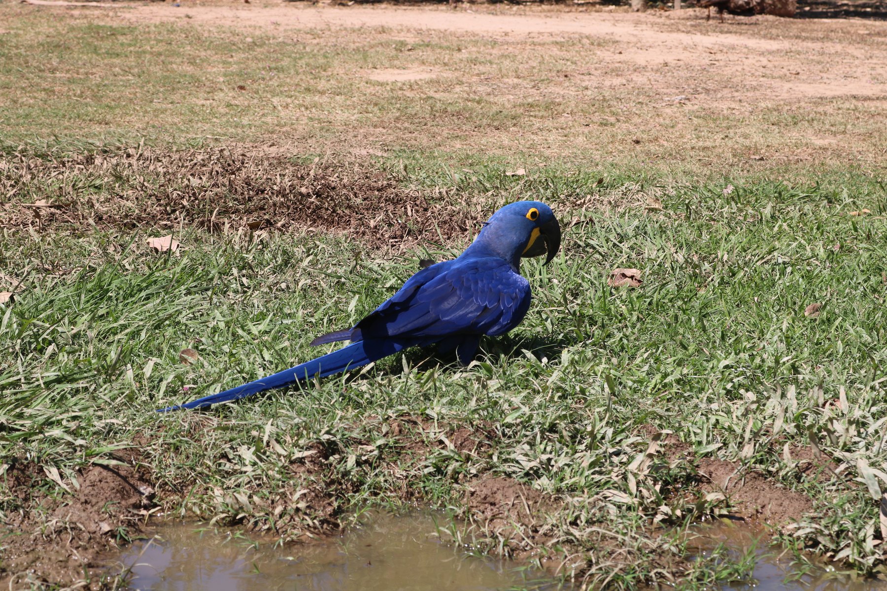 Parque Nacional do Pantanal Matogrossense
