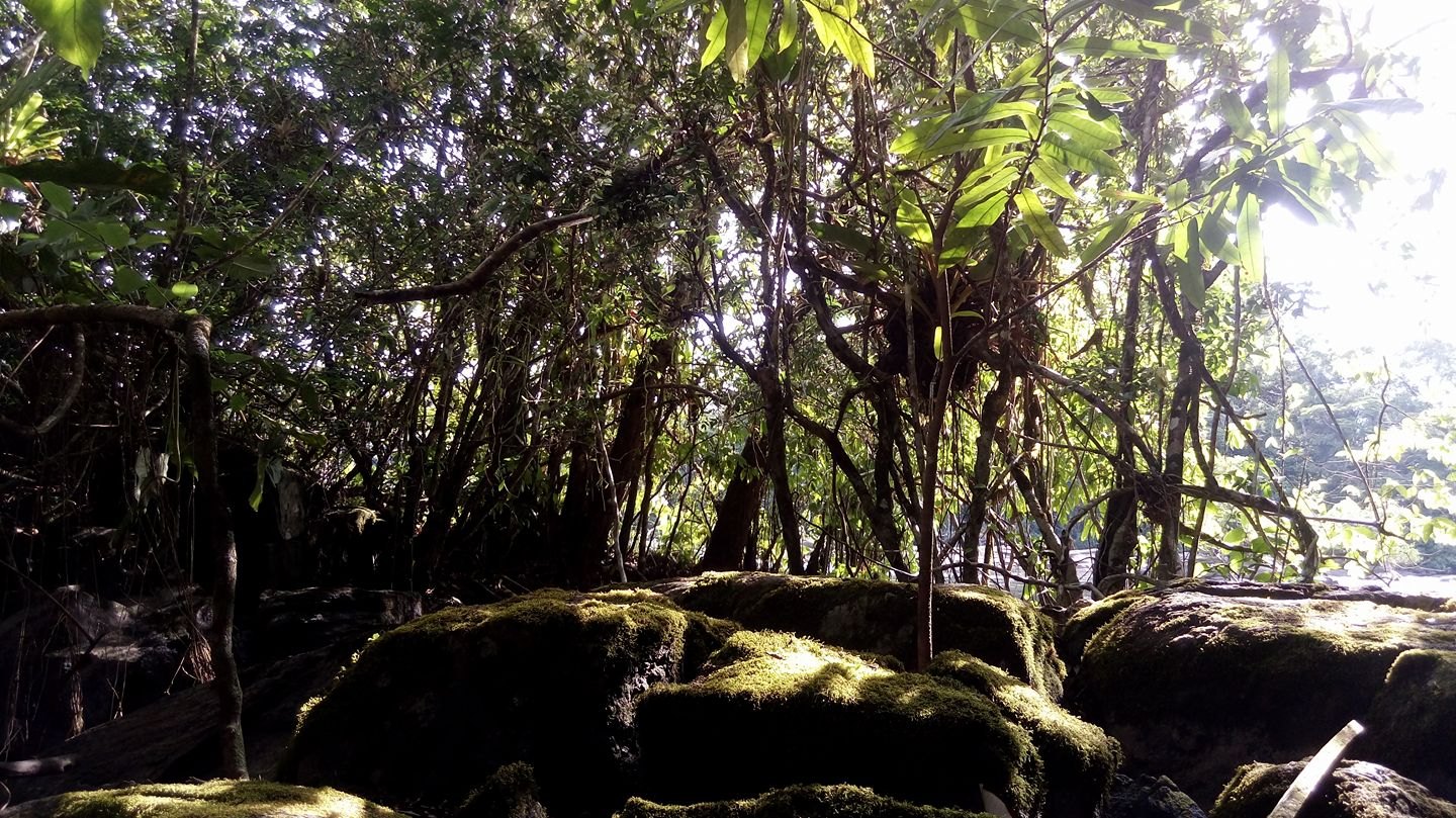 Parque Nacional Montanhas do Tumucumaque