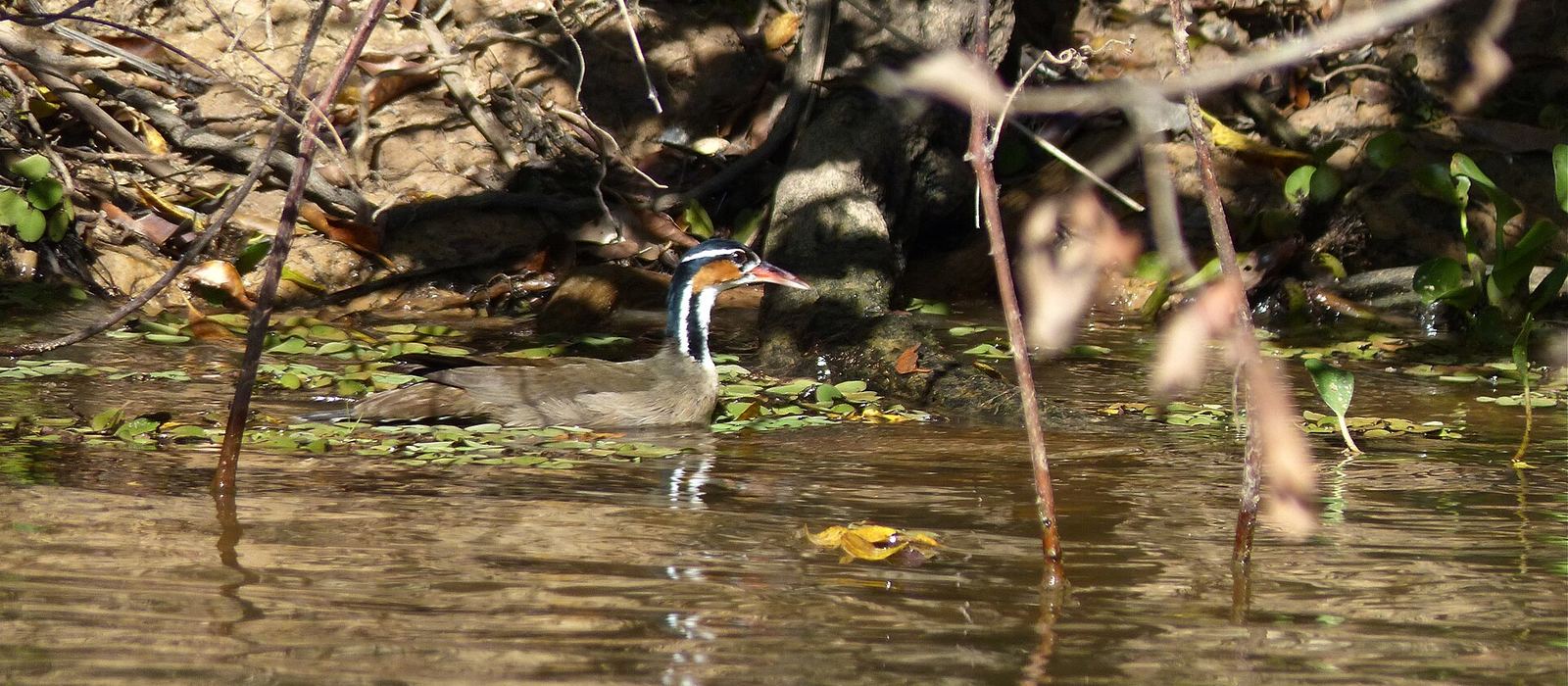 Paisagem de Poconé