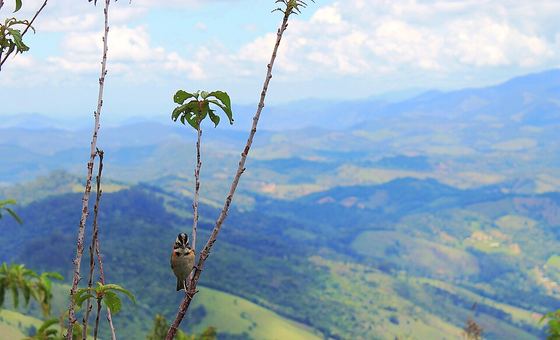 Vista Chinesa, em Campos do Jordão