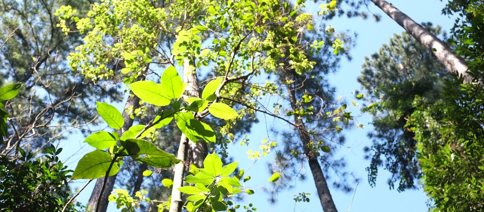 Paisagem de Aguaí