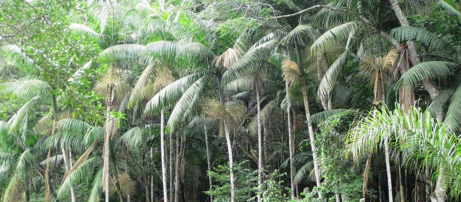 Paisagem de Santa Isabel