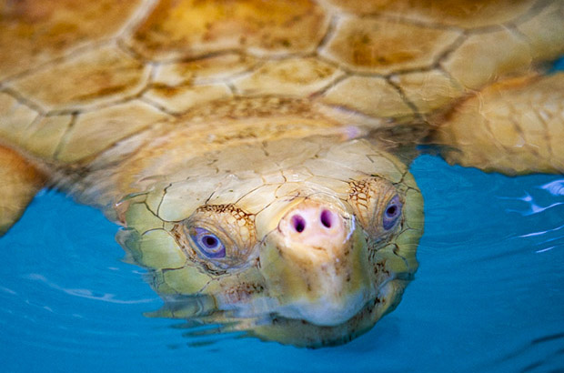 Tartaruga marinha na superfície de um dos tanques do Oceanário de Aracaju